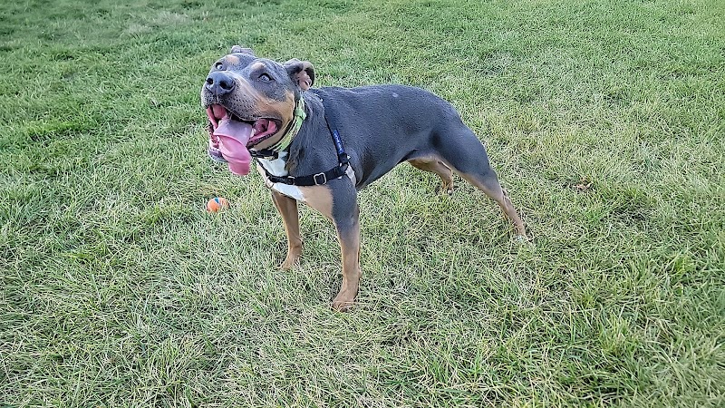 Palmer Dog Park - Detroit, MI
