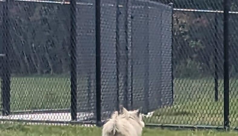 Palmer Dog Park - Detroit, MI
