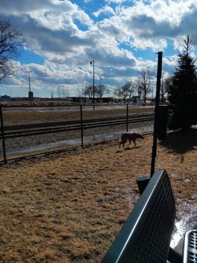 Riverside Dog Park - Detroit,