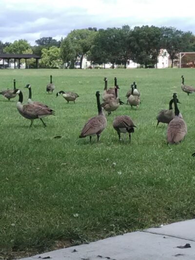 Romanowski Park - Detroit,