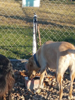 Ruger Dog Park
