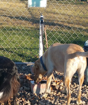 Ruger Dog Park