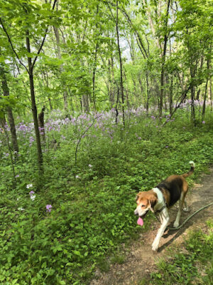 Padgett Dog Park