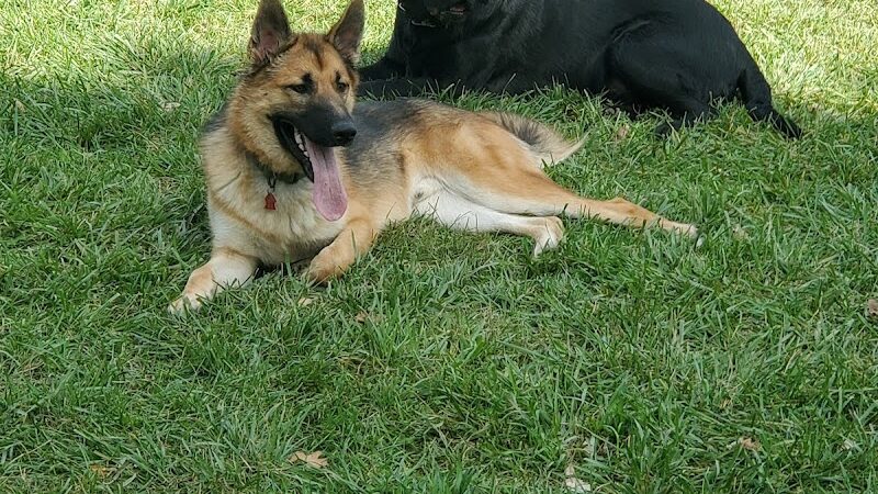 Padgett Dog Park - DeWitt,