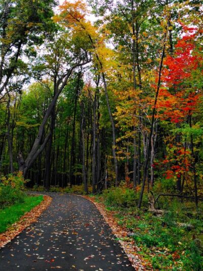 Padgett Park Natural Area (DeWitt Charter Township) - DeWitt,