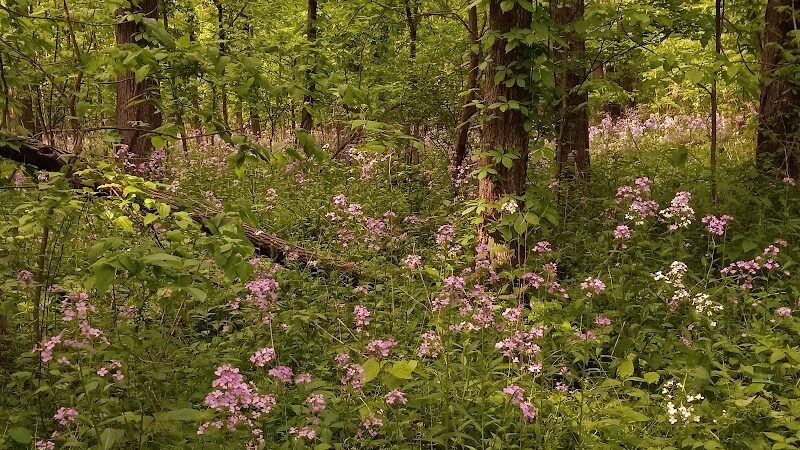Padgett Park Natural Area (DeWitt Charter Township) - DeWitt,