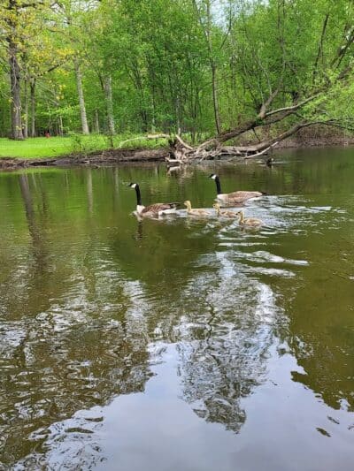 Dexter-Huron Metropark - Dexter,