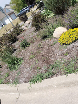Dexter Community Park