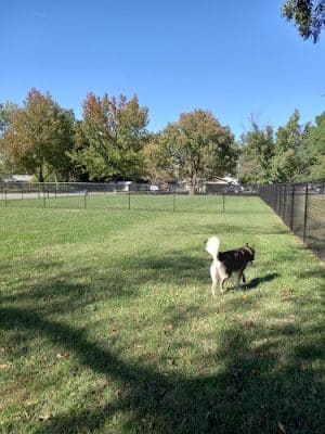 Lucy’s Dog Park - Dexter, MO