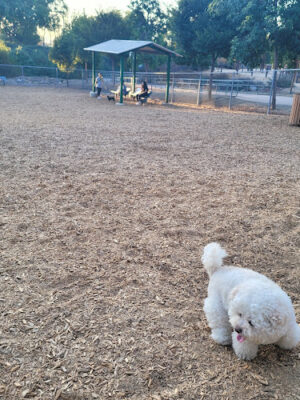 Pantera Dog Park