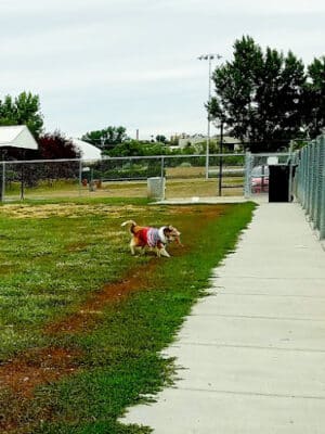Dickinson Dog Park