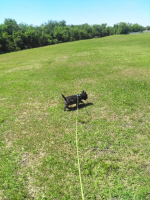Ray Holbrook Park