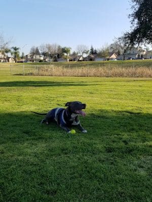 Dog Park - Dinuba, CA