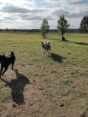 Dodge City Dog Park