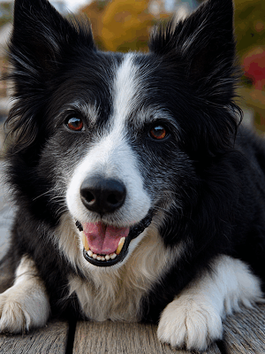 Doggie Bliss
