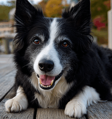 Doggie Bliss