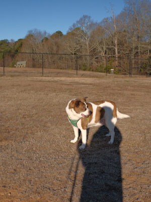 Deer Lick Dog Park