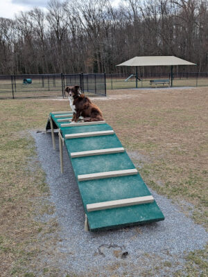 Schutte Dog Park