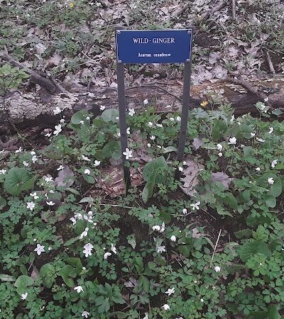 Dowagiac Woods - Dowagiac,