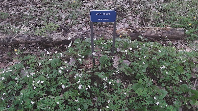 Dowagiac Woods - Dowagiac,