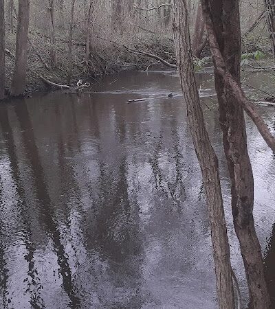 Dowagiac Woods - Dowagiac,