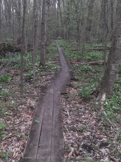 Dowagiac Woods - Dowagiac,