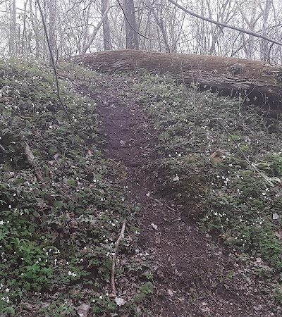 Dowagiac Woods - Dowagiac,