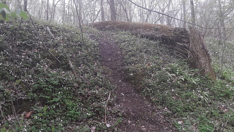 Dowagiac Woods - Dowagiac,