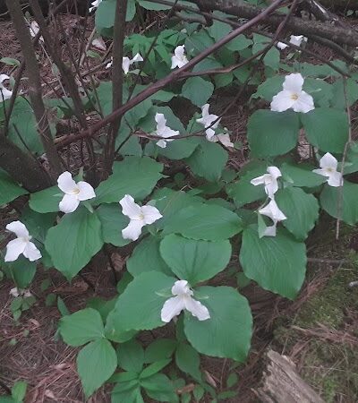 Dowagiac Woods - Dowagiac,