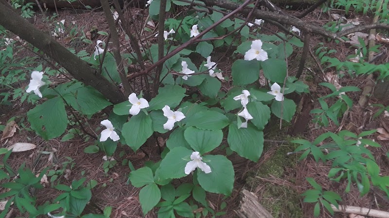 Dowagiac Woods - Dowagiac,