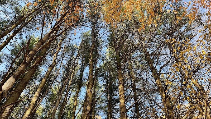 Dowagiac Woods Nature Sanctuary - Dowagiac,