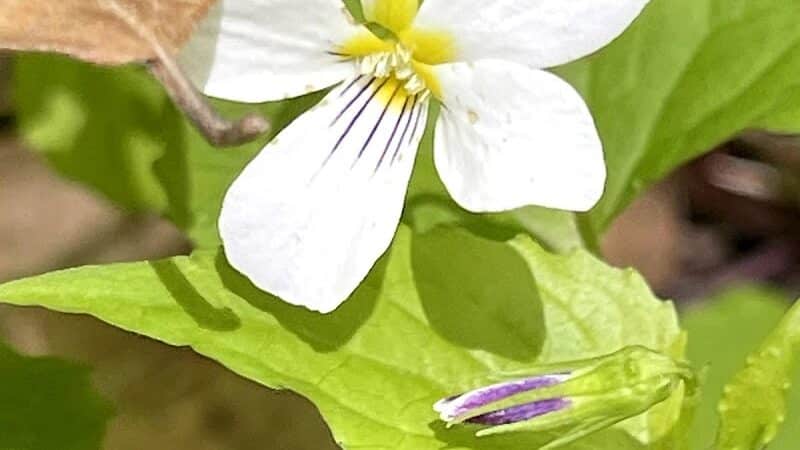 Dowagiac Woods Nature Sanctuary - Dowagiac,