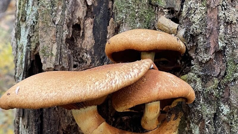 Dowagiac Woods Nature Sanctuary - Dowagiac,