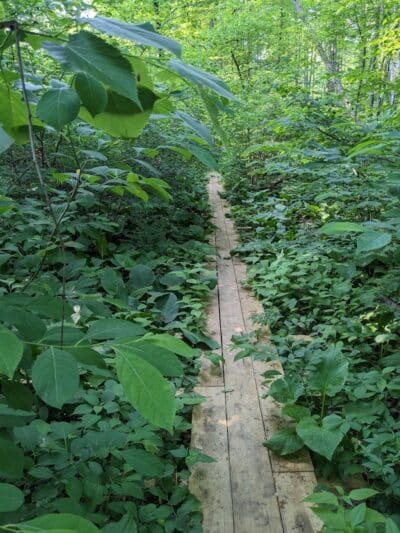 Dowagiac Woods Nature Sanctuary - Dowagiac,