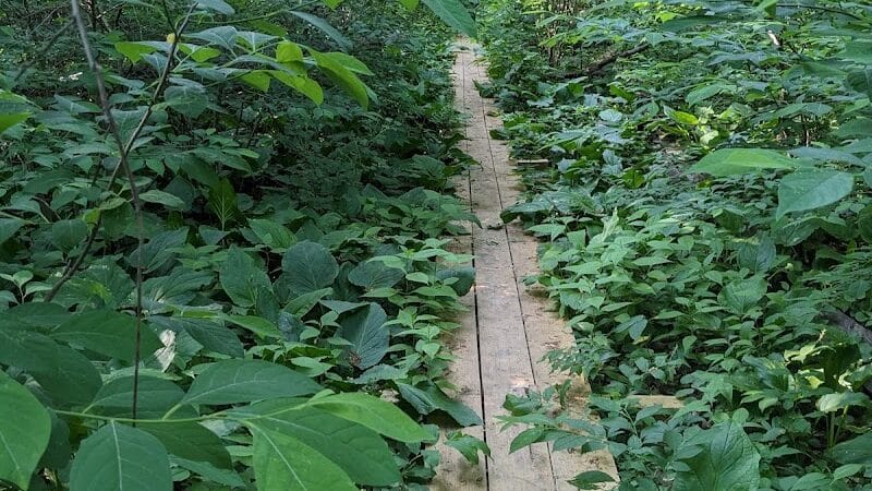 Dowagiac Woods Nature Sanctuary - Dowagiac,