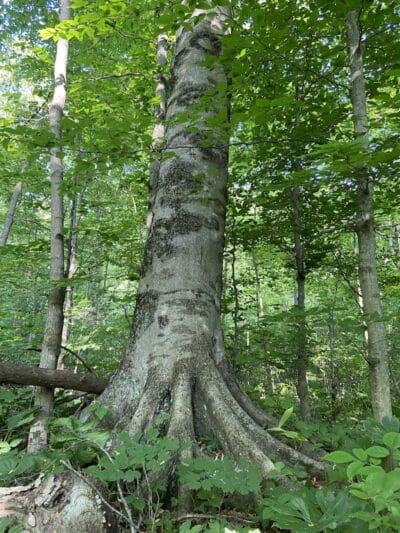 Dowagiac Woods Nature Sanctuary - Dowagiac,