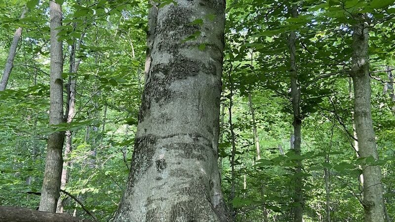Dowagiac Woods Nature Sanctuary - Dowagiac,