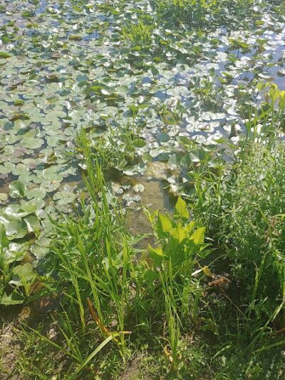 James Heddon Park - Dowagiac,