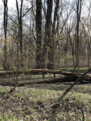 Dowagiac Woods