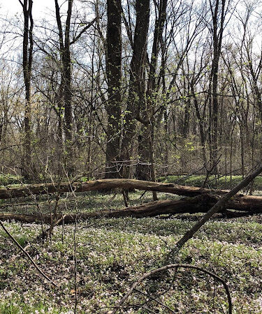 Dowagiac Woods