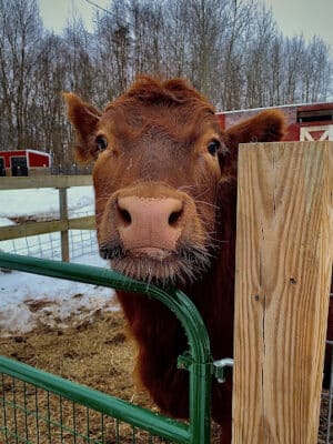 Hidden Acres - Dowagiac,