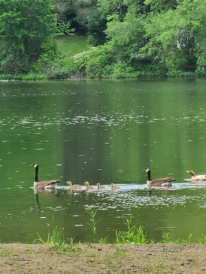 James Heddon Park