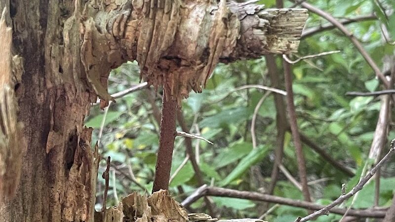 Rudolphi Wildlife Refuge - Dowagiac,