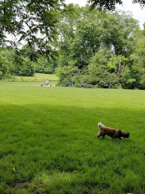 Lloyd Park