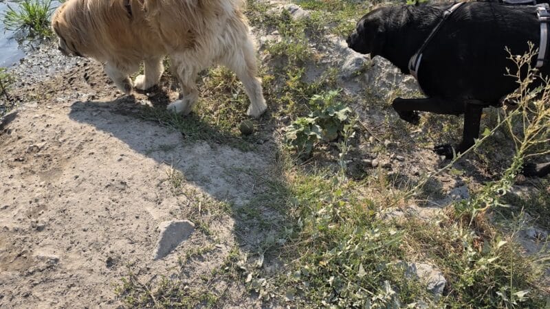 Draper Dayland Dog Park - Draper, UT