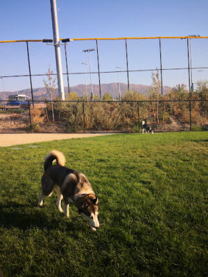 Galena Hills Dog Park