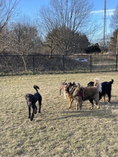 Twining Valley Dog Park - Dresher,