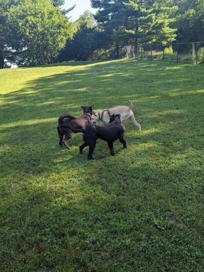 Twining Valley Dog Park - Dresher,
