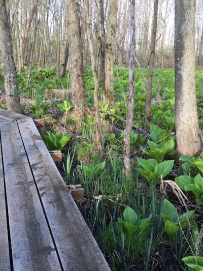 Seven Ponds Nature Center - Dryden,