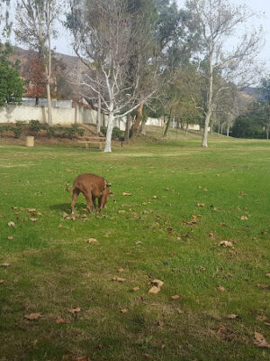 Royal Oaks Park